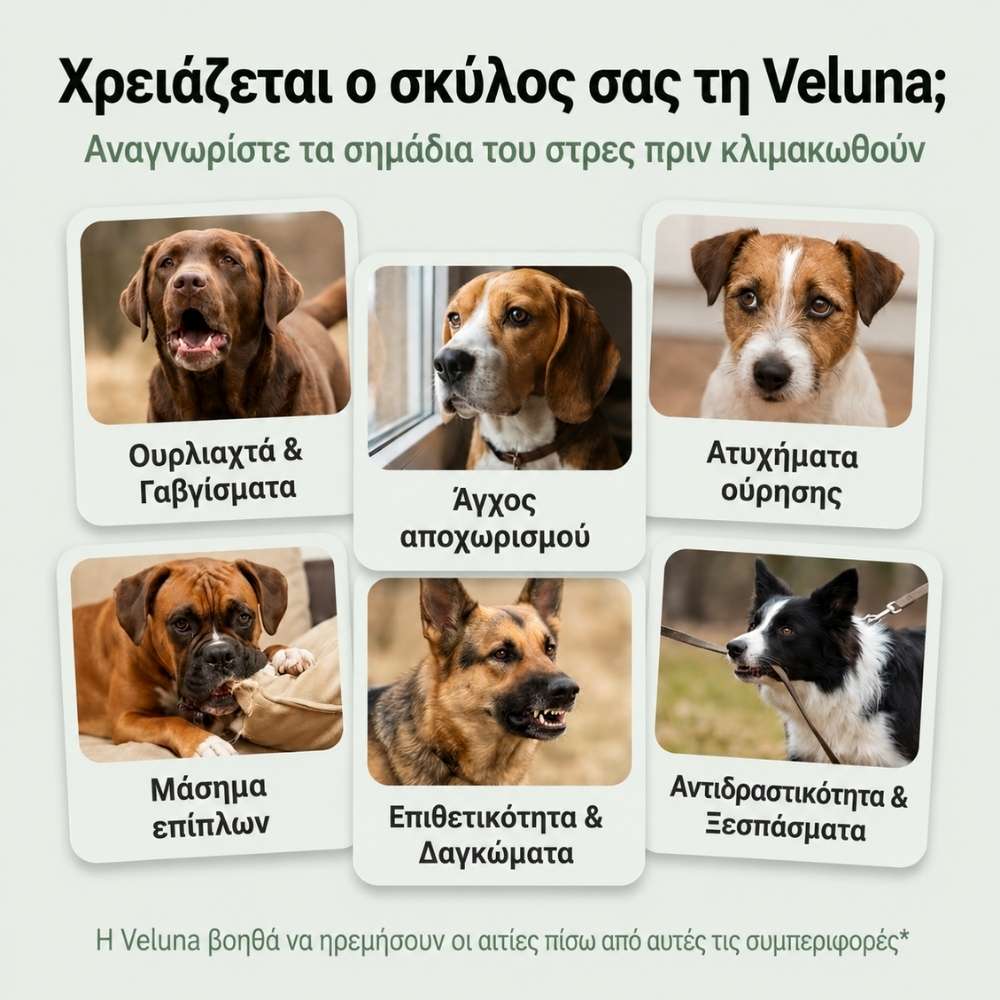 Veluna Διαχυτής Φερομονών για Σκύλους
