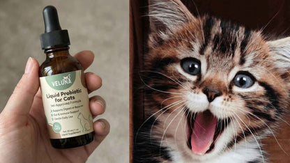 Veluna Προηγμένο Υγρό Προβιοτικό για Γάτες